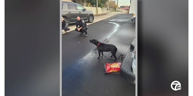 Dog left tied to van is St. Clair Shores gets second chance with people who found her