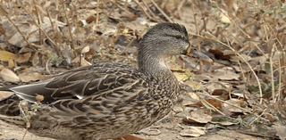 Discover birdwatching at Hyatt Hidden Lakes Reserve