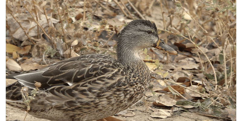 Discover birdwatching at Hyatt Hidden Lakes Reserve