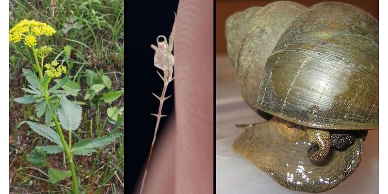 Lloyd: Three invasive species in the Finger Lakes and how you can help stop them