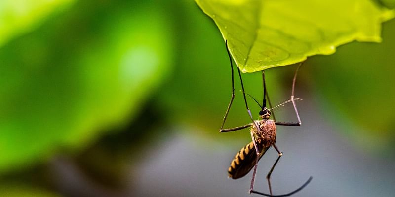 Midland Co. resident tests positive for West Nile virus