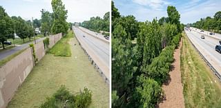 Groundbreaking Study Demonstrates Clinical Benefits Of Planting Trees: The Green Heart Louisville Project Reveals How