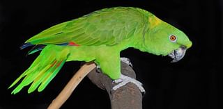 Scientists Document Cultural Change In The Dialects Of Wild Parrots Over 22 Years