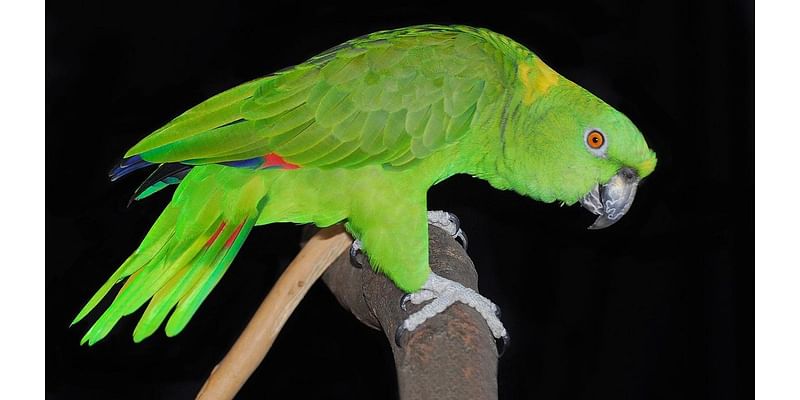 Scientists Document Cultural Change In The Dialects Of Wild Parrots Over 22 Years