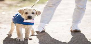 Two Moms Pet Care Offers Daily Walks, Overnight Visits For All Types Of Animals