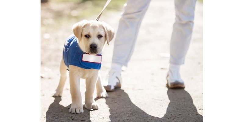 Two Moms Pet Care Offers Daily Walks, Overnight Visits For All Types Of Animals