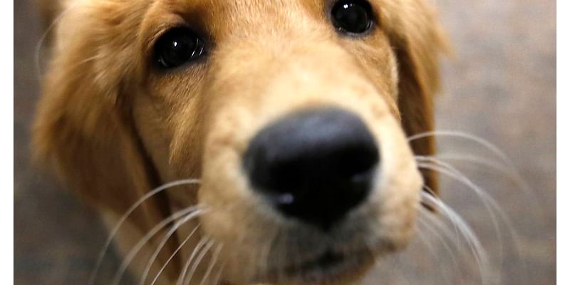 McHenry County buys support dog named Honey for courthouse