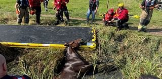 Neigh bother! Moment fire crews winch horse trapped in ditch to safety after huge fall in country field