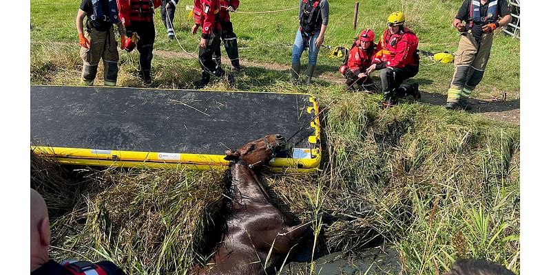 Neigh bother! Moment fire crews winch horse trapped in ditch to safety after huge fall in country field