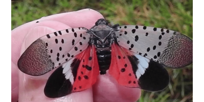 Lanternfly infestation continues to plague Northern Virginia wineries