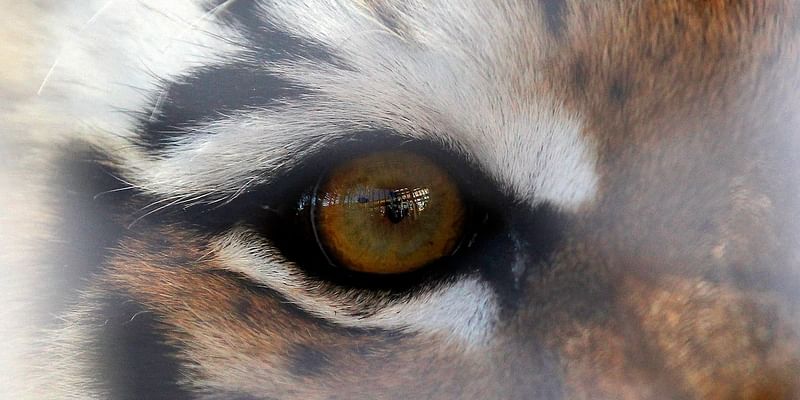 Mystery live tiger to attend LSU-Alabama game