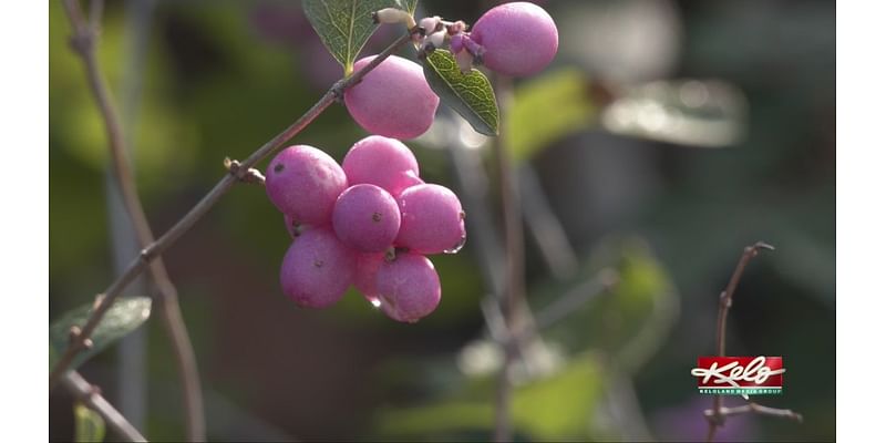 64% of SD remains in drought