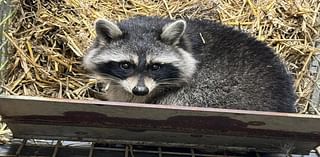 Look: Fourth escaped raccoon returned to zoo in England