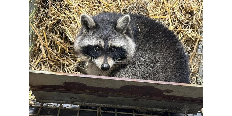 Look: Fourth escaped raccoon returned to zoo in England