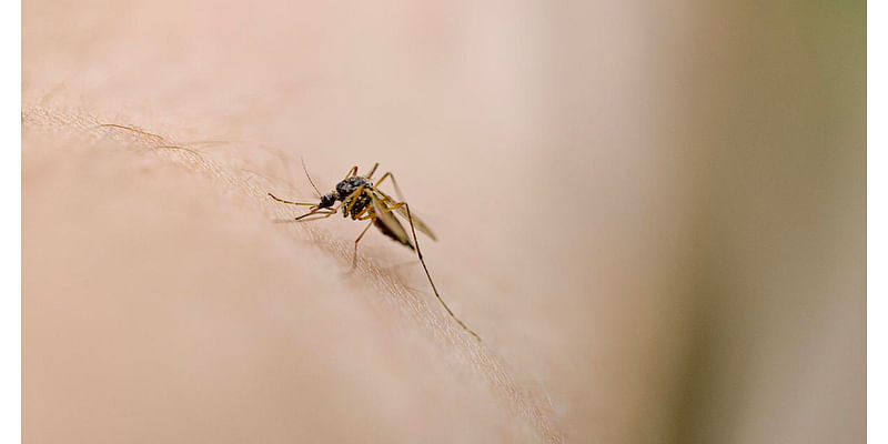 New York confirms its first case of EEE since 2015. Here's what to know about the mosquito-borne virus.