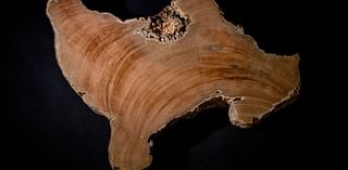 Can ancient tree rings help Earth prepare for dangerous space weather?