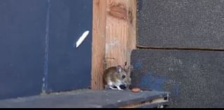 Pest companies see increase in mice, rat infestation in the metro