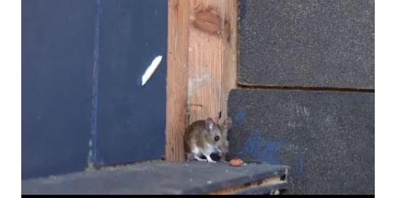 Pest companies see increase in mice, rat infestation in the metro