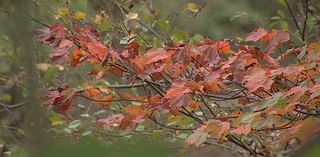 Climate change blamed for turning fall leaf colors dull – NBC10 Philadelphia