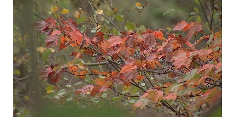 Climate change blamed for turning fall leaf colors dull – NBC10 Philadelphia