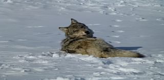 Biden administration seeks to remove gray wolf protections in Lower 48