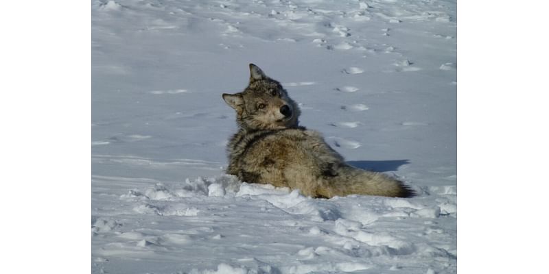 Biden administration seeks to remove gray wolf protections in Lower 48