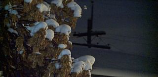 Denver reminding residents to safely clear snow from tree branches