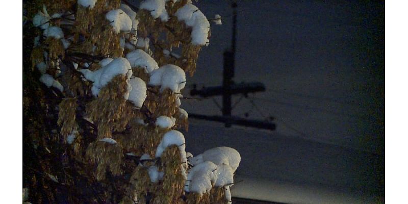 Denver reminding residents to safely clear snow from tree branches