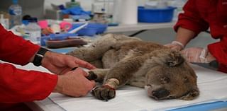 Koala Euthanasia More Common Than Treatment and Release on East Coast