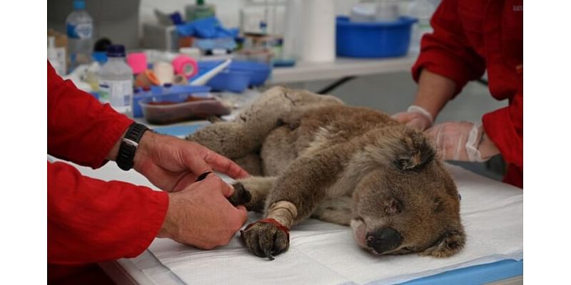 Koala Euthanasia More Common Than Treatment and Release on East Coast