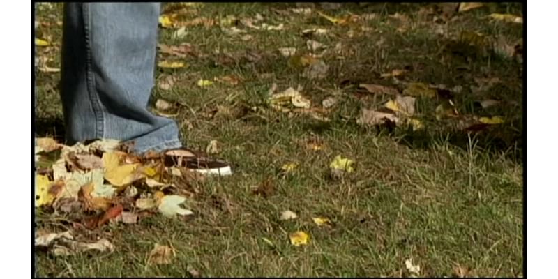 Morton Arboretum plant expert encourages 'Leave the Leaves' movement