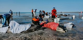 'Completely uncharted territory': Cape Cod's dolphin stranding season breaks records