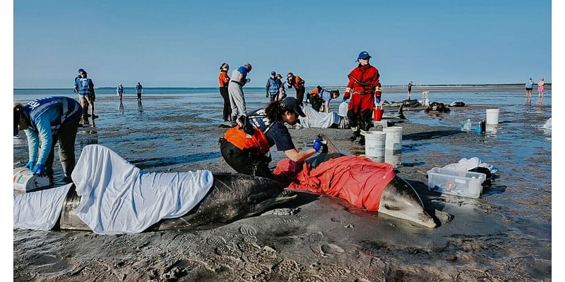 'Completely uncharted territory': Cape Cod's dolphin stranding season breaks records