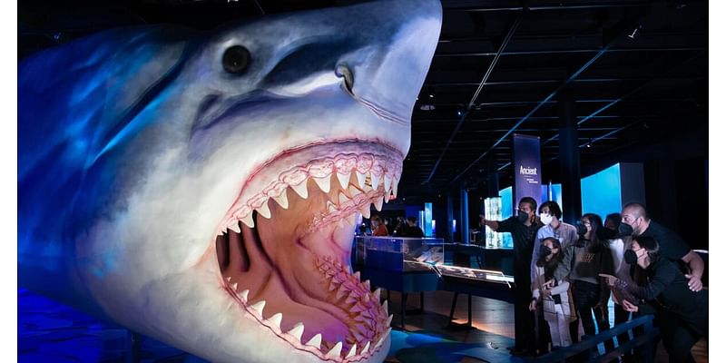 Da Vinci Center to throw visitors to the sharks with new exhibit