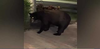 Bear raids Naples garage