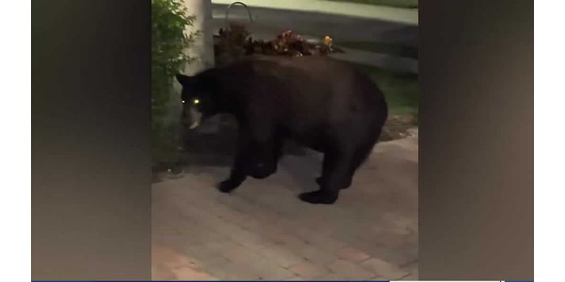 Bear raids Naples garage