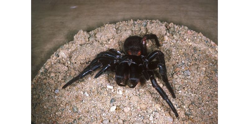 Australian zoo asks citizens to catch deadly spiders