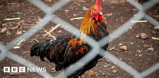 Bird flu outbreak confirmed in East Riding of Yorkshire farm