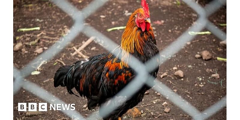 Bird flu outbreak confirmed in East Riding of Yorkshire farm