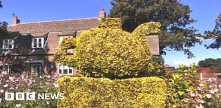 Late villager's topiary teapot in Tydd St Mary remains hot topic