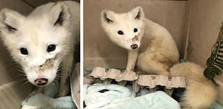 White animal seen wandering in Portland, OR identified as Arctic fox