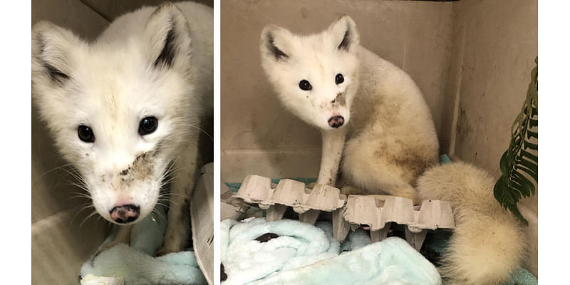 White animal seen wandering in Portland, OR identified as Arctic fox