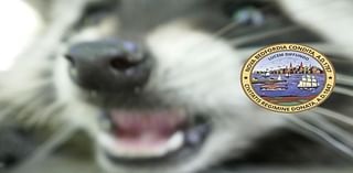 New Bedford Raccoon Tests Positive for Rabies