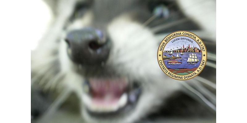 New Bedford Raccoon Tests Positive for Rabies