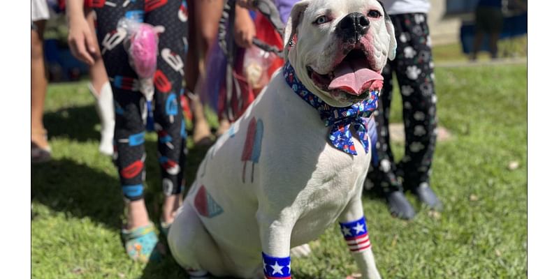 'Weston the Boxer' wins Larry Himmel Memorial Patriotic Pet Contest