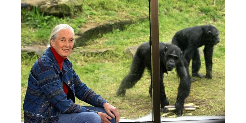 Jane Goodall announces youth-action program coming to San Francisco