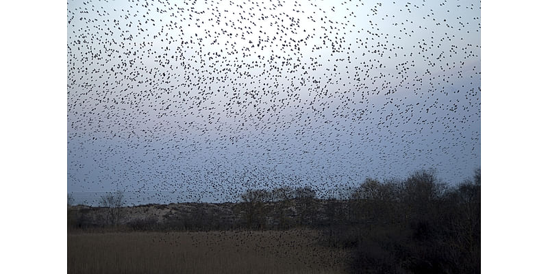 Houston Audubon asks Houstonians to turn lights off for fall migration – Houston Public Media