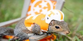 You've seen him at games, wearing tiny Vols gear. Meet Sinan the squirrel | Know Your Knox