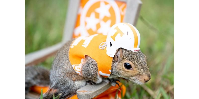 You've seen him at games, wearing tiny Vols gear. Meet Sinan the squirrel | Know Your Knox