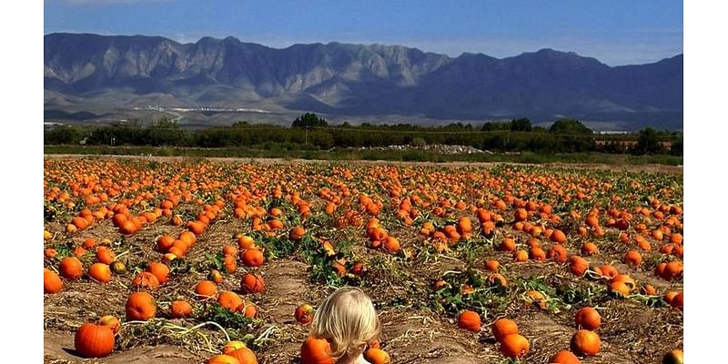 Fall 2024 events: Mazes, pumpkin patches, haunted houses, Halloween, Día de los Muertos